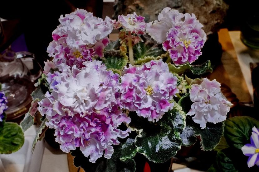 Poză net - ND First Class 2 zzz