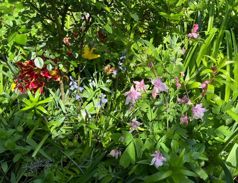 1C3F3C85-9569-4ECD-AE3F-71232FB77E97 - Flori 2022 2023