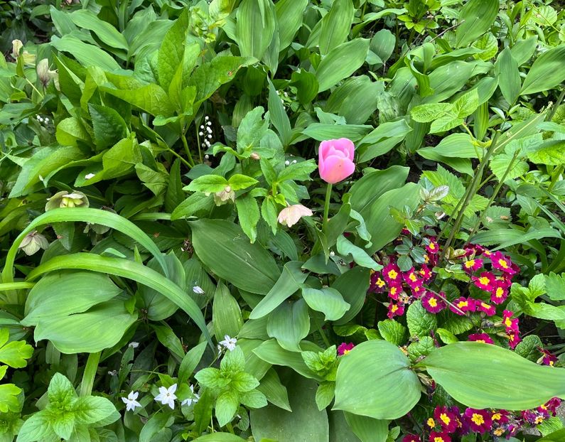 00539162-E9C0-4AD1-9379-D9967D29A9A1 - Flori 2022 2023