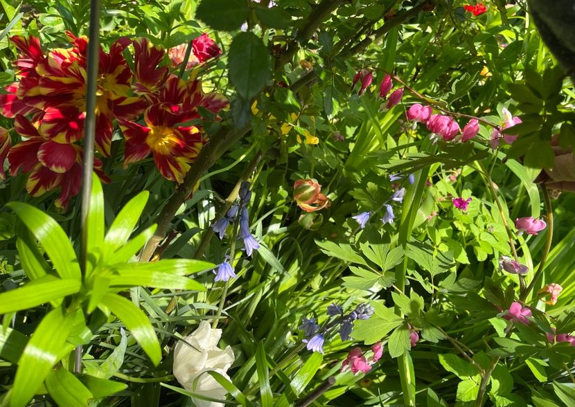 872C2B84-F14F-4B53-8ADD-DEEC7B2945FF - Flori 2022 2023