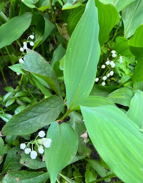 AE066DC3-53DE-4B2E-BA77-68A064036987 - Flori 2022 2023