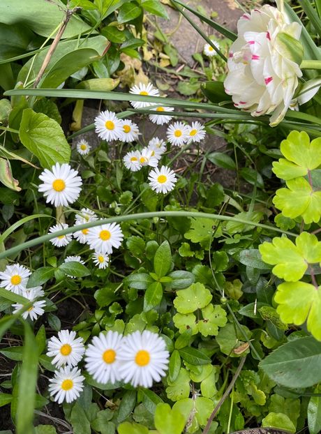 E32CE555-F125-4FFA-B86B-C82CCBA680B2 - Flori 2022 2023