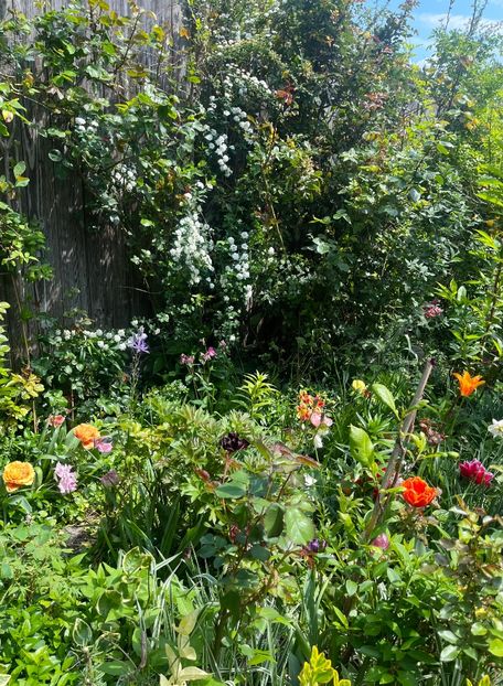 46559E24-DE70-4AA5-A10D-62F848F1D670 - Flori 2022 2023