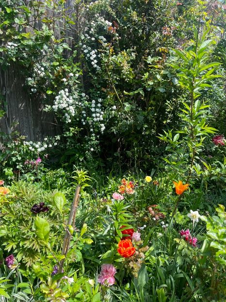 3870C99A-0019-4442-A747-9D79527EF3DF - Flori 2022 2023