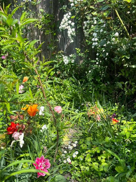 52110CA8-2684-4658-90AB-DC88483D4FC2 - Flori 2022 2023