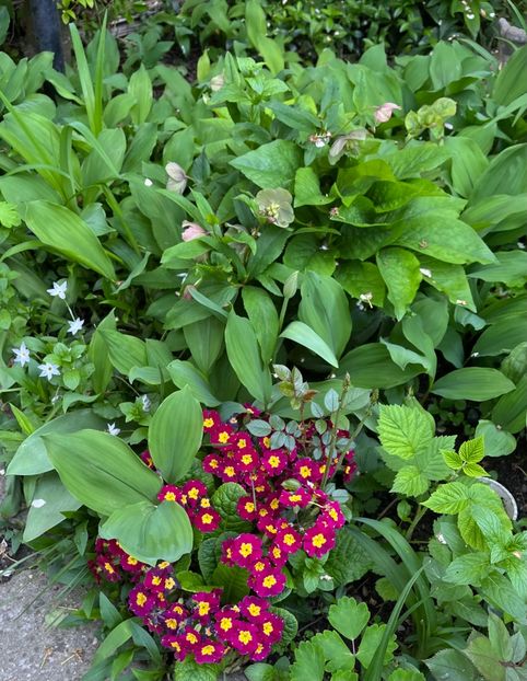 51FAE13C-F484-4BD9-ACAD-0C218098ABB7 - Flori 2022 2023