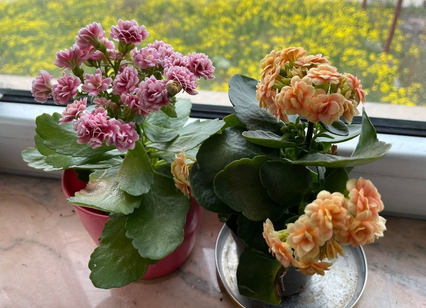 63ADA22B-CBAC-4315-9D43-C523EDA0F9A6 - Ianuarie -Februarie 2023