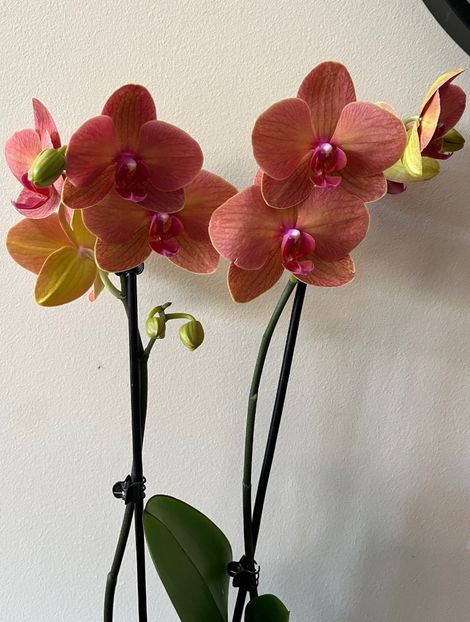 F7353D45-5F01-42CD-B451-5F06B2AA4B9F - Ianuarie -Februarie 2023