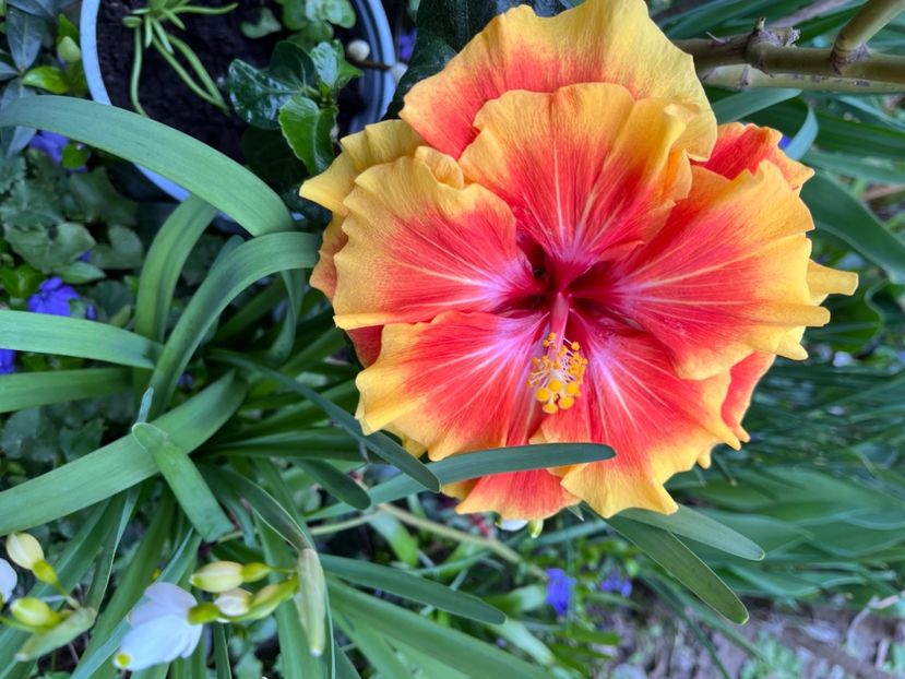 2CB1BDCE-E042-4055-BC7C-1F5A860785DE - Ianuarie -Februarie 2023