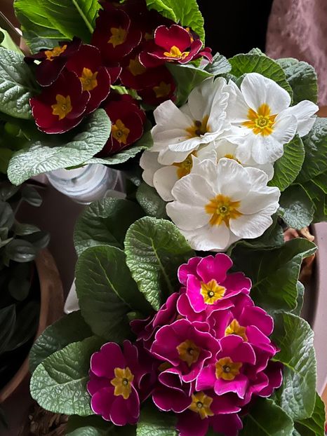 5B38BD9F-CC9E-444D-B4AA-649DF3D0F75A - Ianuarie -Februarie 2023