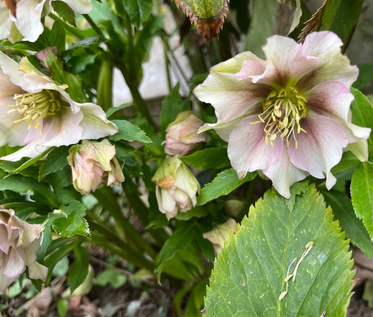 ADABA5B4-1F90-4F30-BB5B-E96A4BF4EF7D - Ianuarie -Februarie 2023