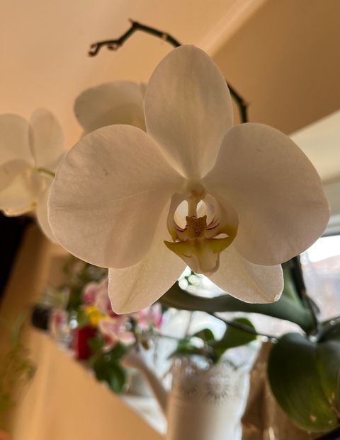 302CD848-0CAD-4C75-AA90-36293548CB36 - Ianuarie -Februarie 2023