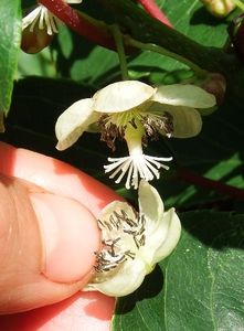 polenizare kiwi flori - KIWI HAYWARD cu fruct mare