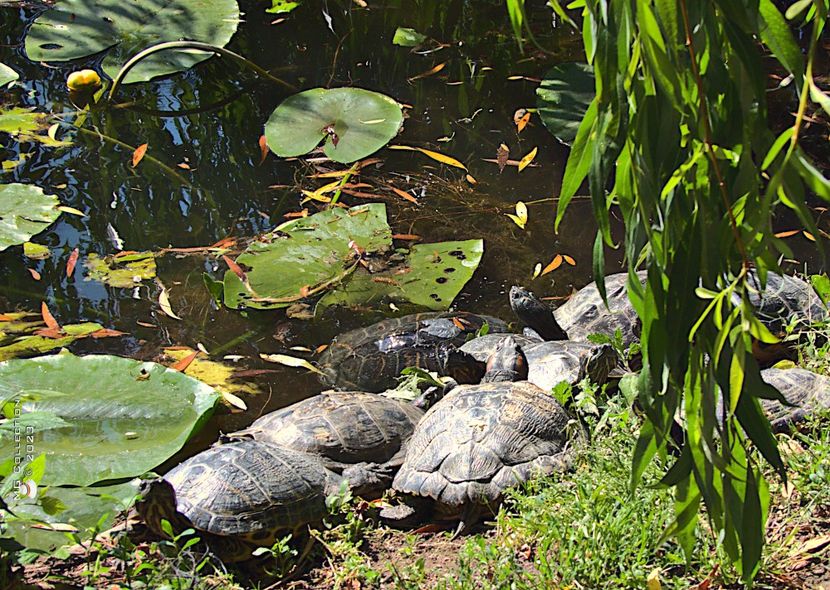 w-Turtles in the sun-7643 - ANIMALE