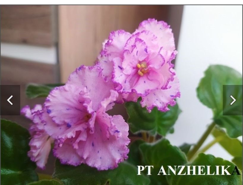 Screenshot_20230524_194645 - PT Anzhelika