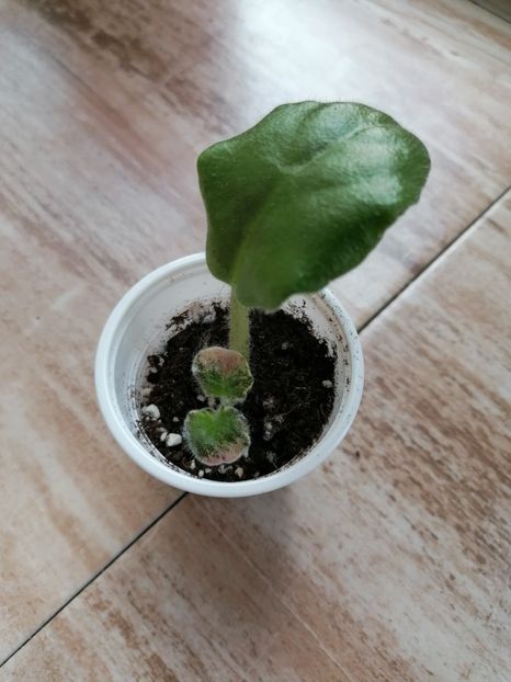  - Buckeye Legal Tender