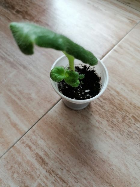 25.05.2023 - Bob-s Omega