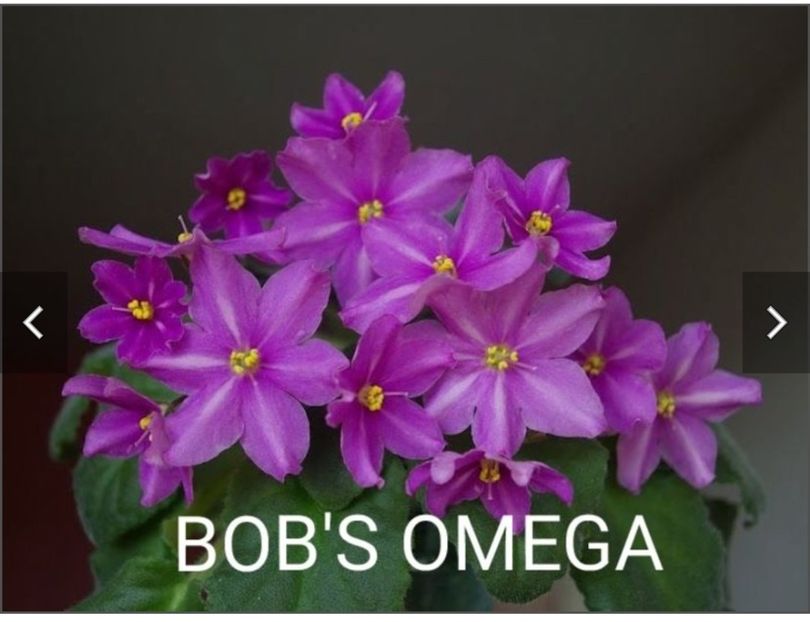 Screenshot_20230525_081050 - Bob-s Omega