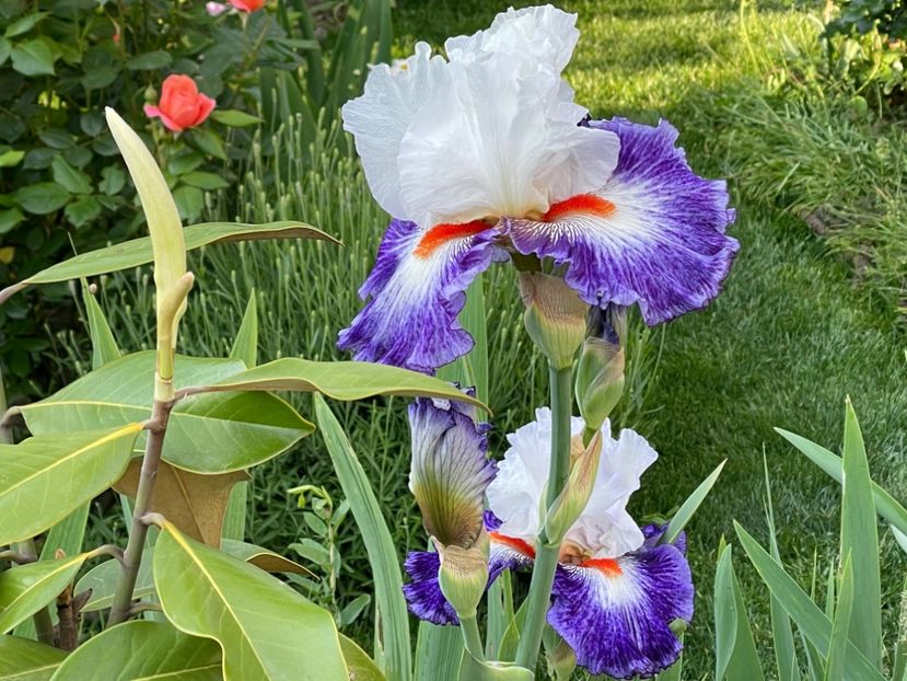 19047BEC-15B7-4649-92FF-A2A8F9C713FA - 01 Iriși 2023