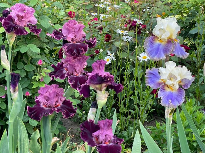 CFC82682-A36B-4421-8903-DF4448E46EF1 - 01 Iriși 2023