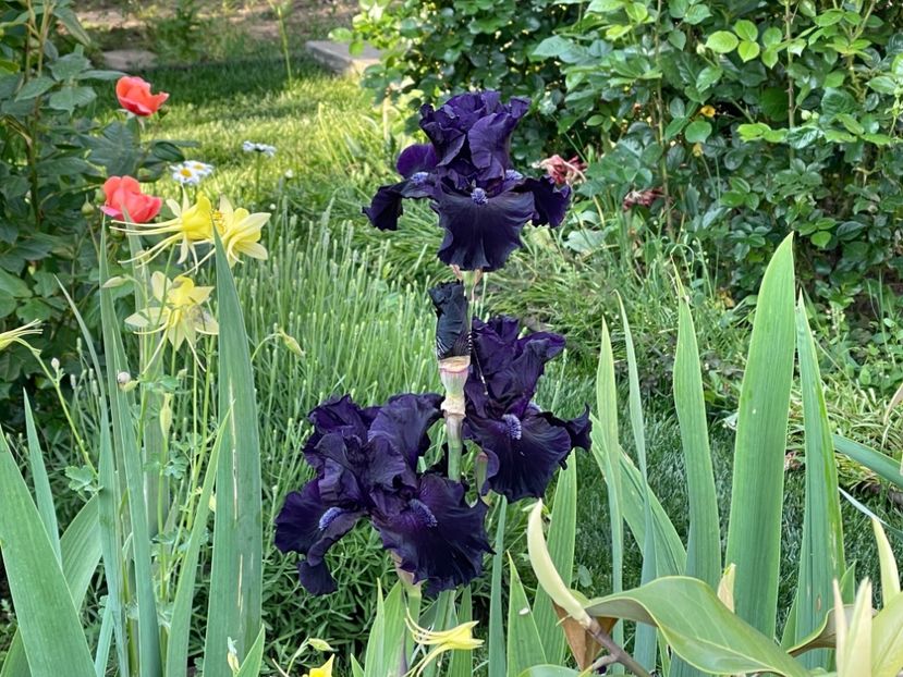 A1E1D0E4-43ED-4C36-B4E0-06631768640C - 01 Iriși 2023