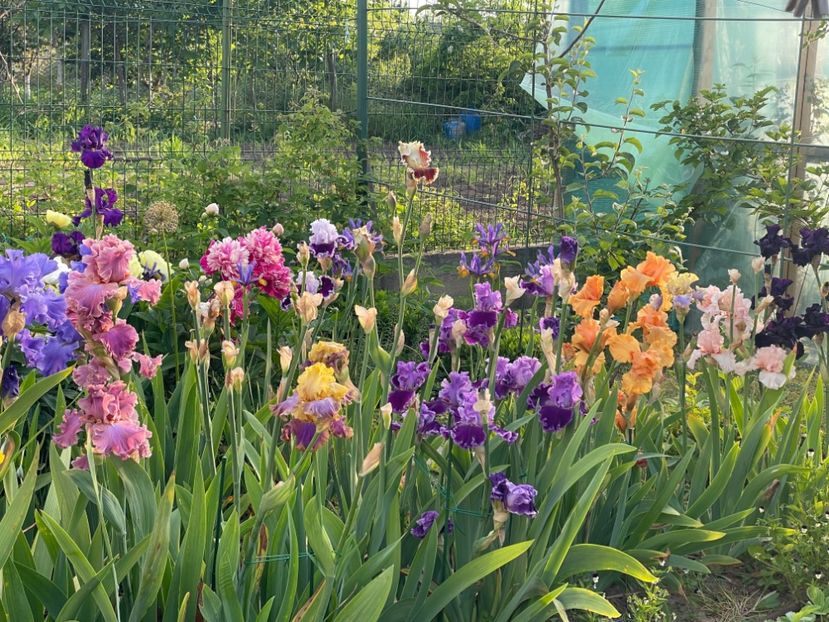 9BFF425C-84BC-4174-84A1-B67E167EB173 - 01 Iriși 2023