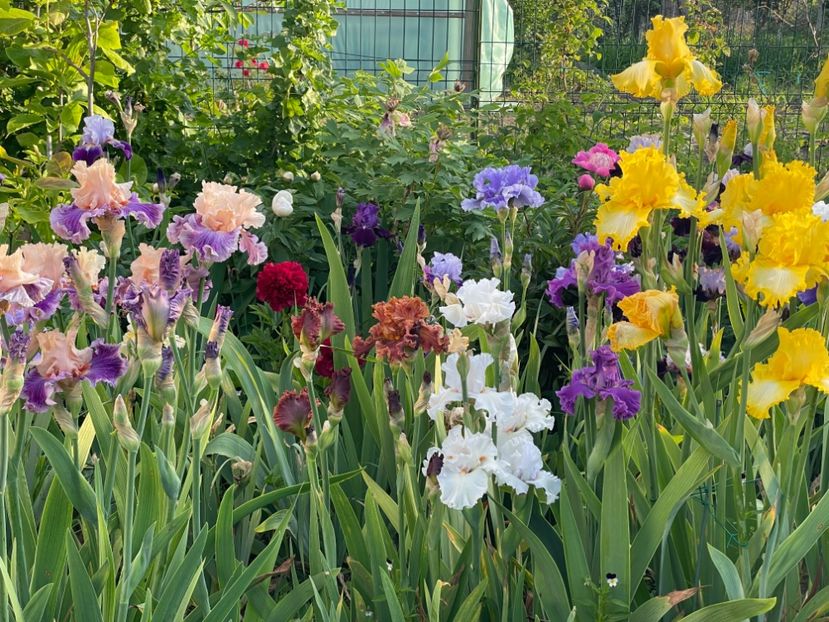 6577D90F-12F5-4F51-8E63-6E3CFF6553CE - 01 Iriși 2023