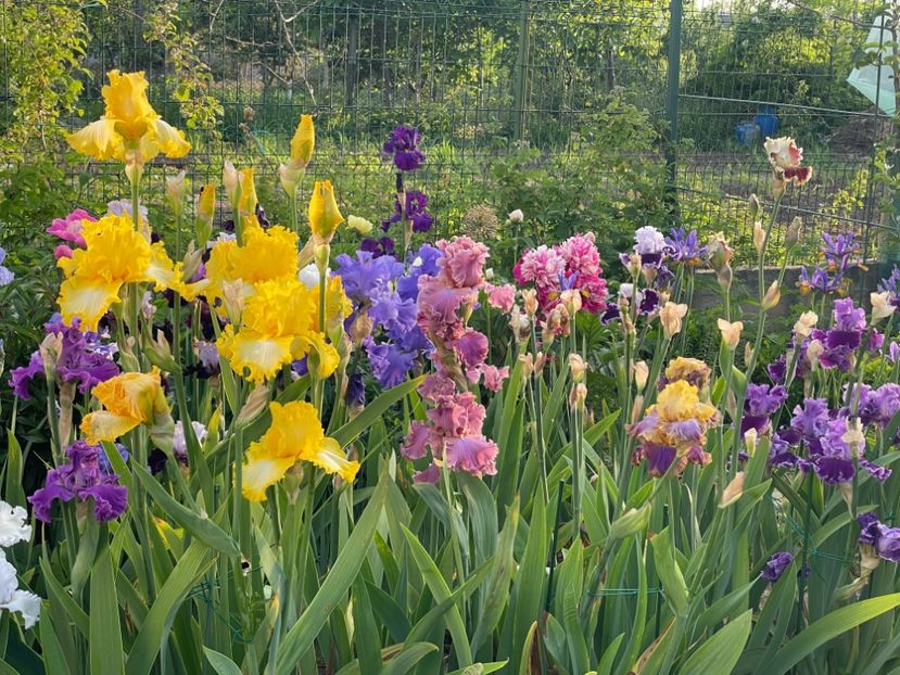 01DA300D-7B1C-45A8-96BC-8A4C1174BC11 - 01 Iriși 2023