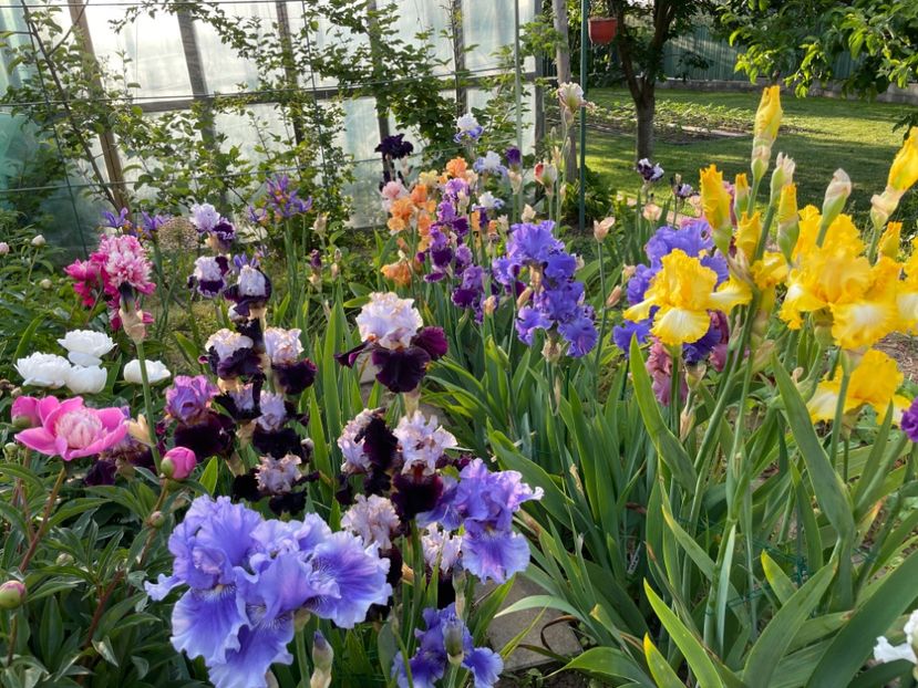 5FB8DDEE-B471-4163-8A42-A5504EB9F2CF - 01 Iriși 2023