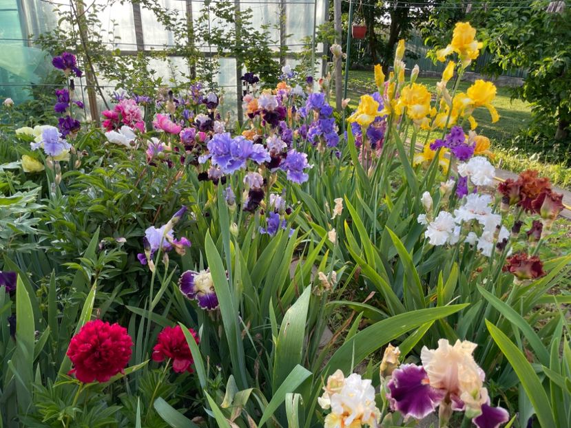 1373D93E-BC68-4A52-BCE9-C2FB36F1A45B - 01 Iriși 2023