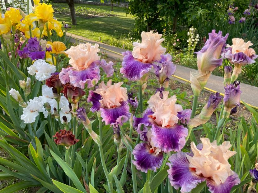 1D4DAEDE-B86E-4D67-85A4-90AF2C41B09E - 01 Iriși 2023