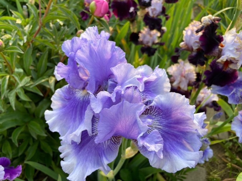 118FF6C5-EC87-46D6-9C11-30B7204AF3CC - 01 Iriși 2023