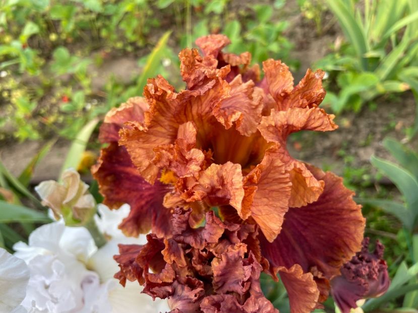 4C99A915-1561-4BB3-88C5-9862B59C012F - 01 Iriși 2023