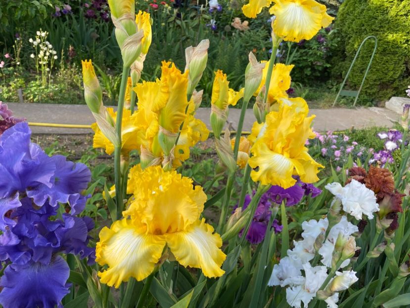 34DC0142-D19C-43D8-AF2B-CC5137EE0D10 - 01 Iriși 2023