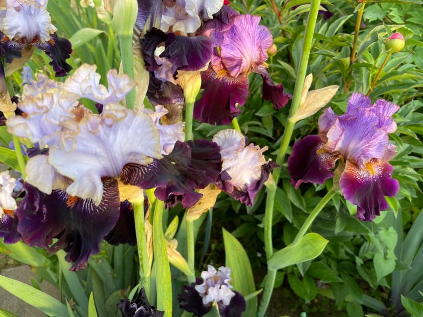 0E4E274B-E879-4D40-B946-0A34CF86747A - 01 Iriși 2023