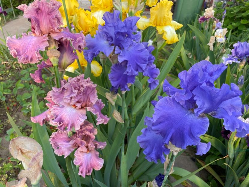 C45757C0-23EE-4F18-96B9-3DB782C58152 - 01 Iriși 2023