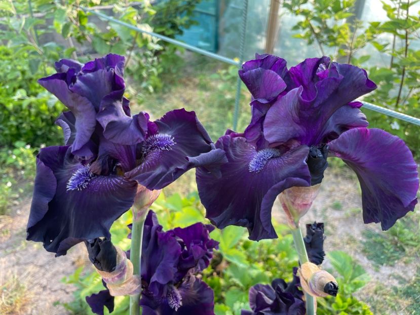 43C5B608-817D-4AC6-B190-10807510B081 - 01 Iriși 2023