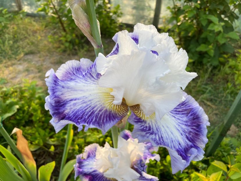 7BEA2F17-5E18-413F-8CCA-8455EAFD83C6 - 01 Iriși 2023