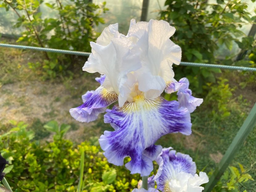 1D3E8DF8-E39A-4CB8-B89E-71428CB0B372 - 01 Iriși 2023