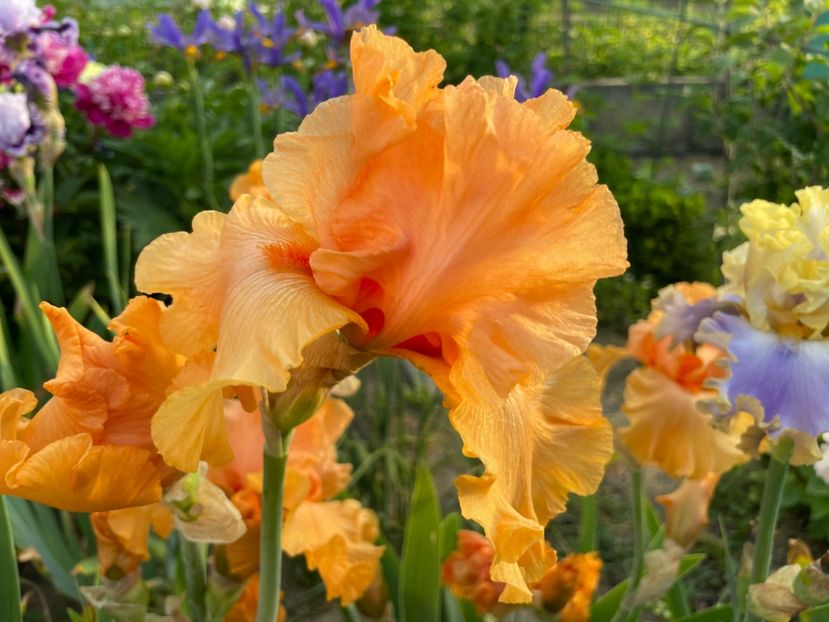 4567C702-3CA2-40D6-9BAE-BC1C004D3514 - 01 Iriși 2023