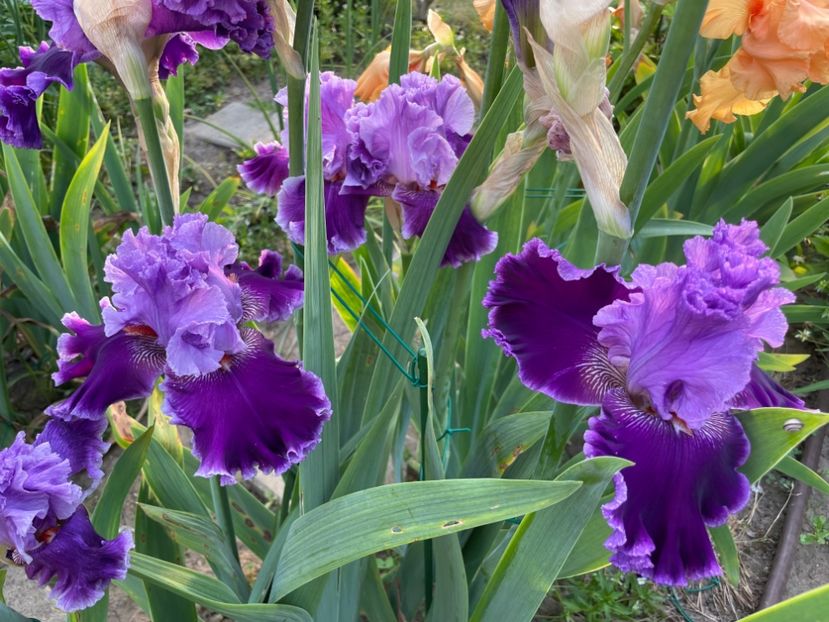 31436F3C-AF92-4778-B263-300E098967A3 - 01 Iriși 2023