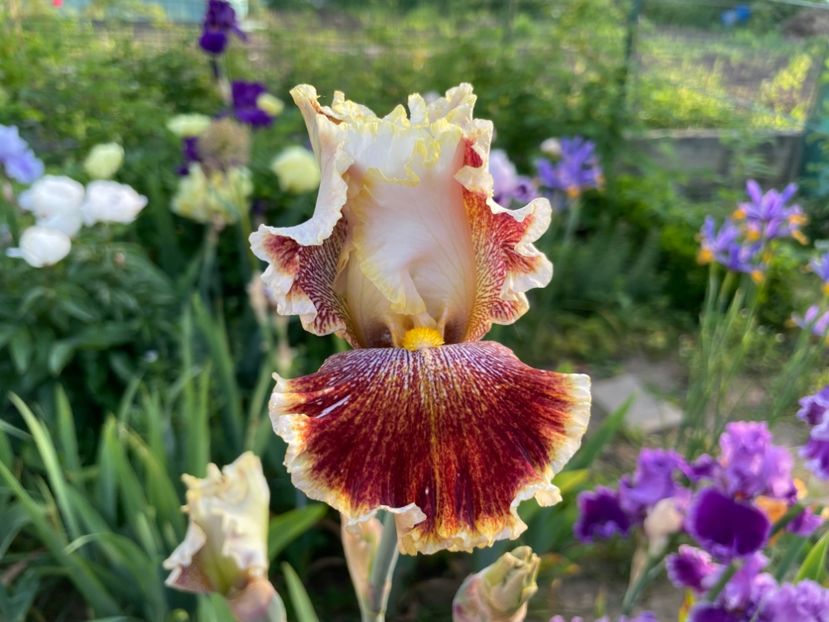 8A01F385-1DF1-4EE9-BF79-00E328DA3BEE - 01 Iriși 2023