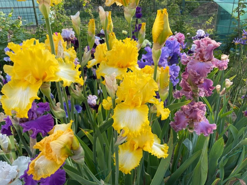 CDF1D030-678B-462E-9197-F7965872DB21 - 01 Iriși 2023