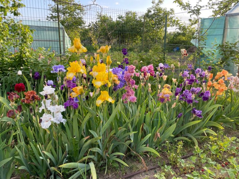 3CF7FE90-BEF0-4A2D-BFDA-E48AD68A263B - 01 Iriși 2023