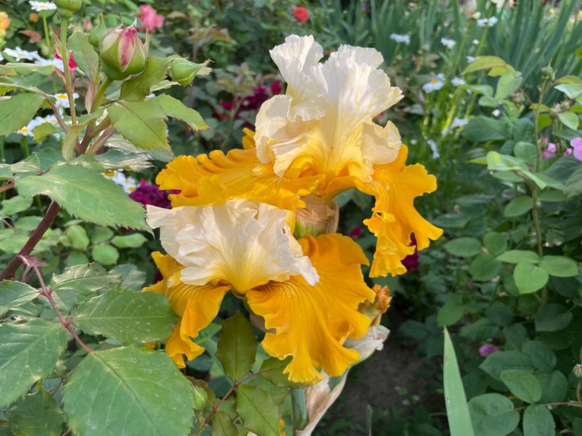 F2FFB1C5-9442-4D69-8AA5-843482F1372B - 01 Iriși 2023