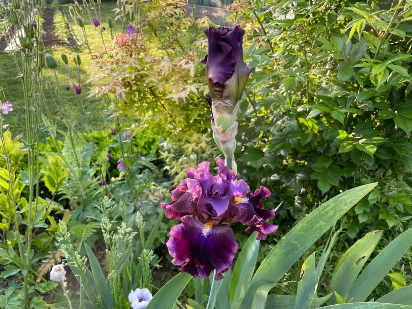 7FADE3B1-CAAF-4AED-A1A3-E58D61F22AB7 - 01 Iriși 2023