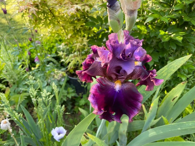 403DE37F-C8B4-43FE-A38D-C0F0FC9122B1 - 01 Iriși 2023