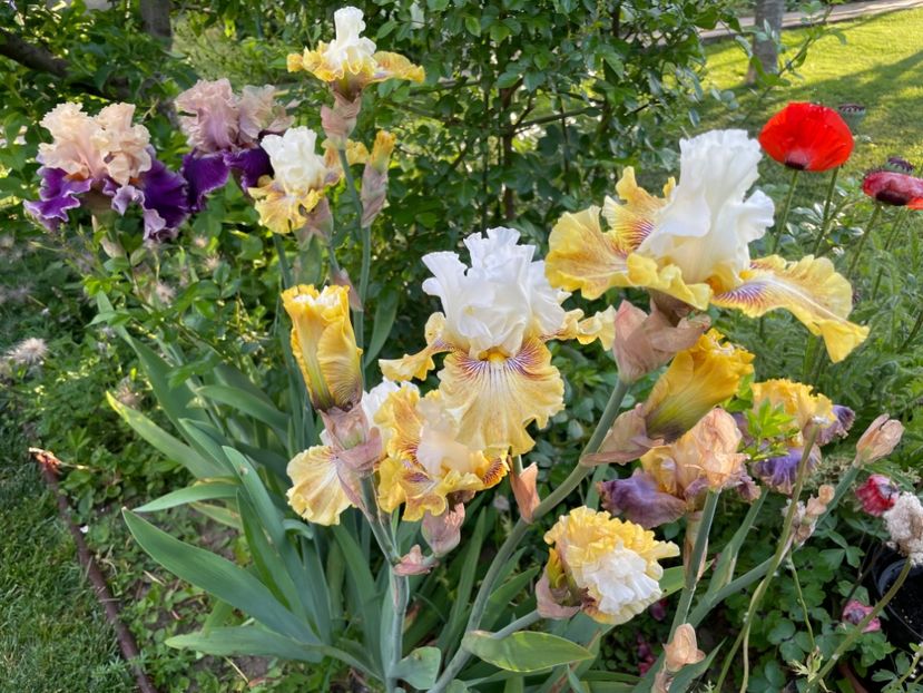 324AF531-FC18-4136-9508-948E7E4F8676 - 01 Iriși 2023