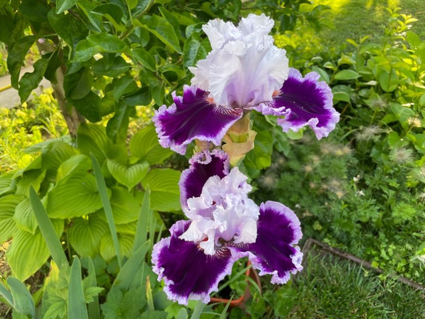 C1132772-FAB2-4429-9310-FA7ACA4454CD - 01 Iriși 2023