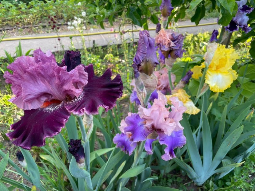 B3B48427-4A1A-407B-AC47-5280D1823934 - 01 Iriși 2023